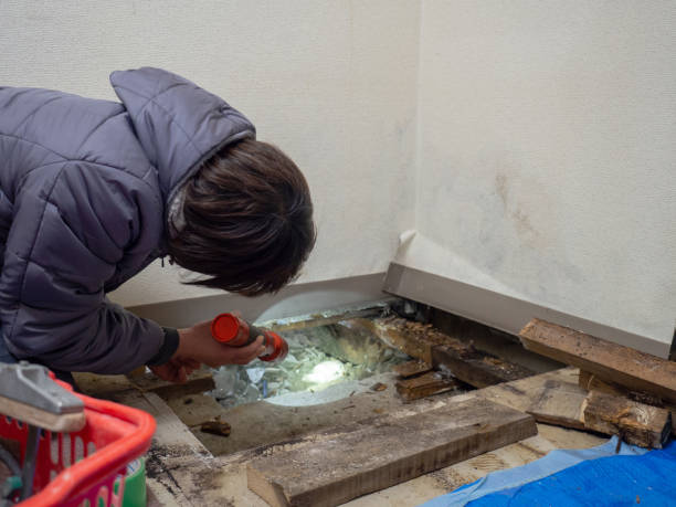 Best Basement Mold Removal  in Irmo, SC