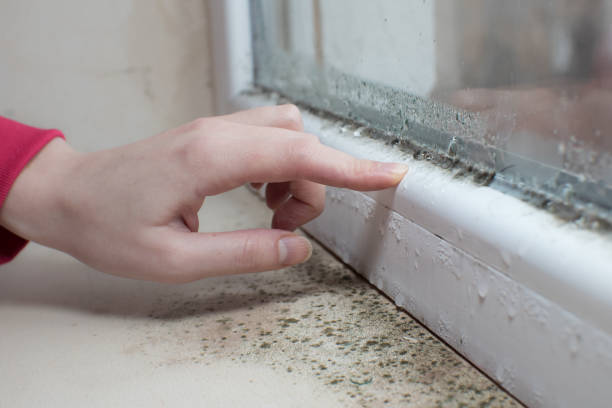 Best Asbestos and Lead Testing During Mold Inspection  in Irmo, SC